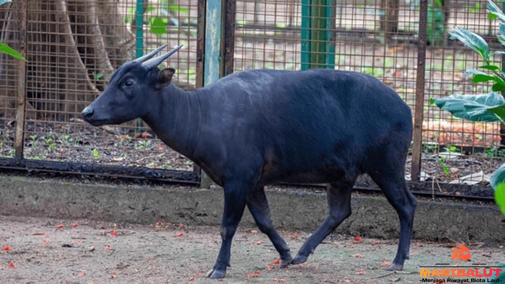 Anoa Punya 4 Fakta Unik Si Banteng Kerdil Sulawesi