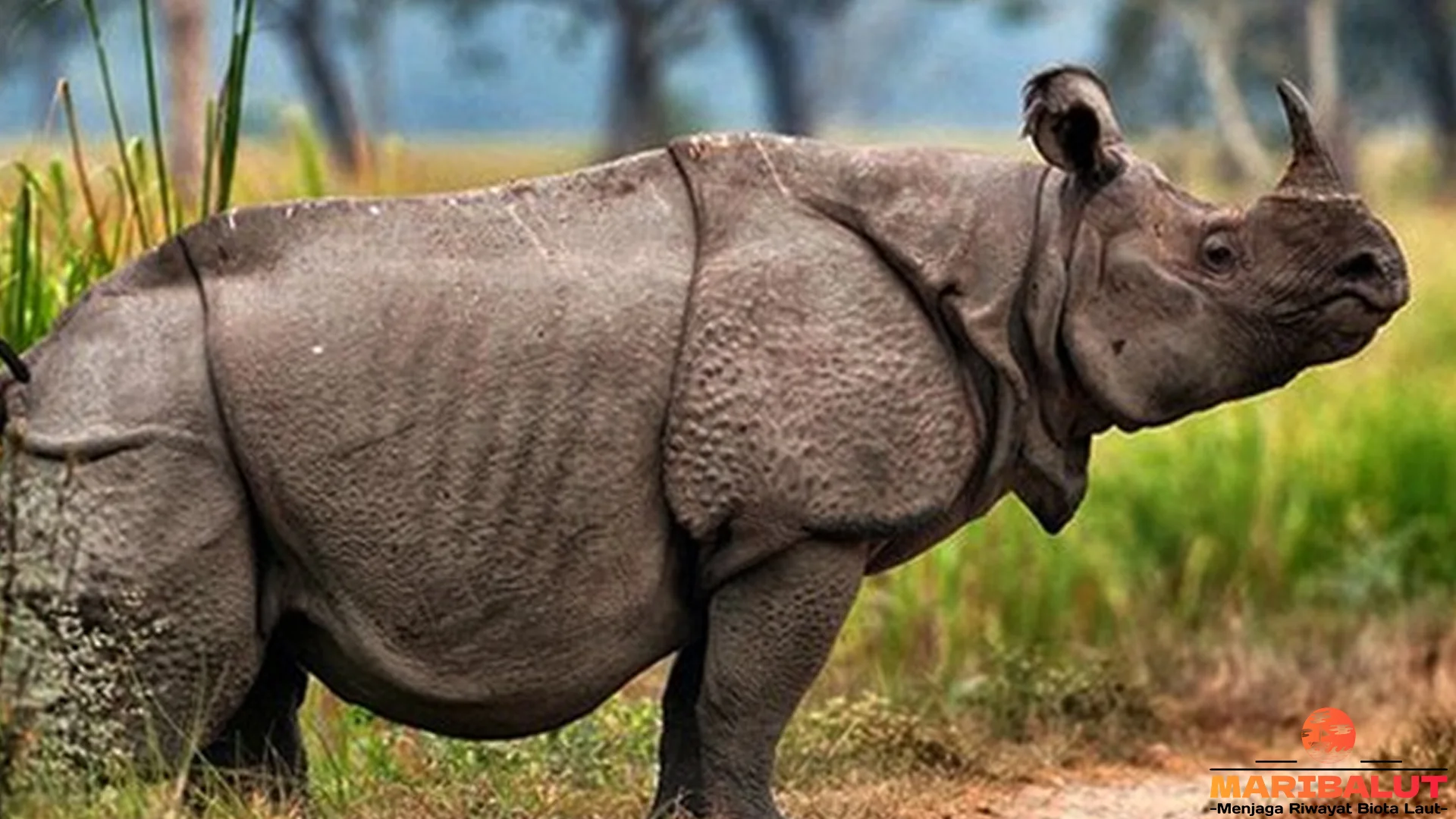 Badak Tampilkan 5 Fakta Menarik Tentang Aktivitas Sehari Hari