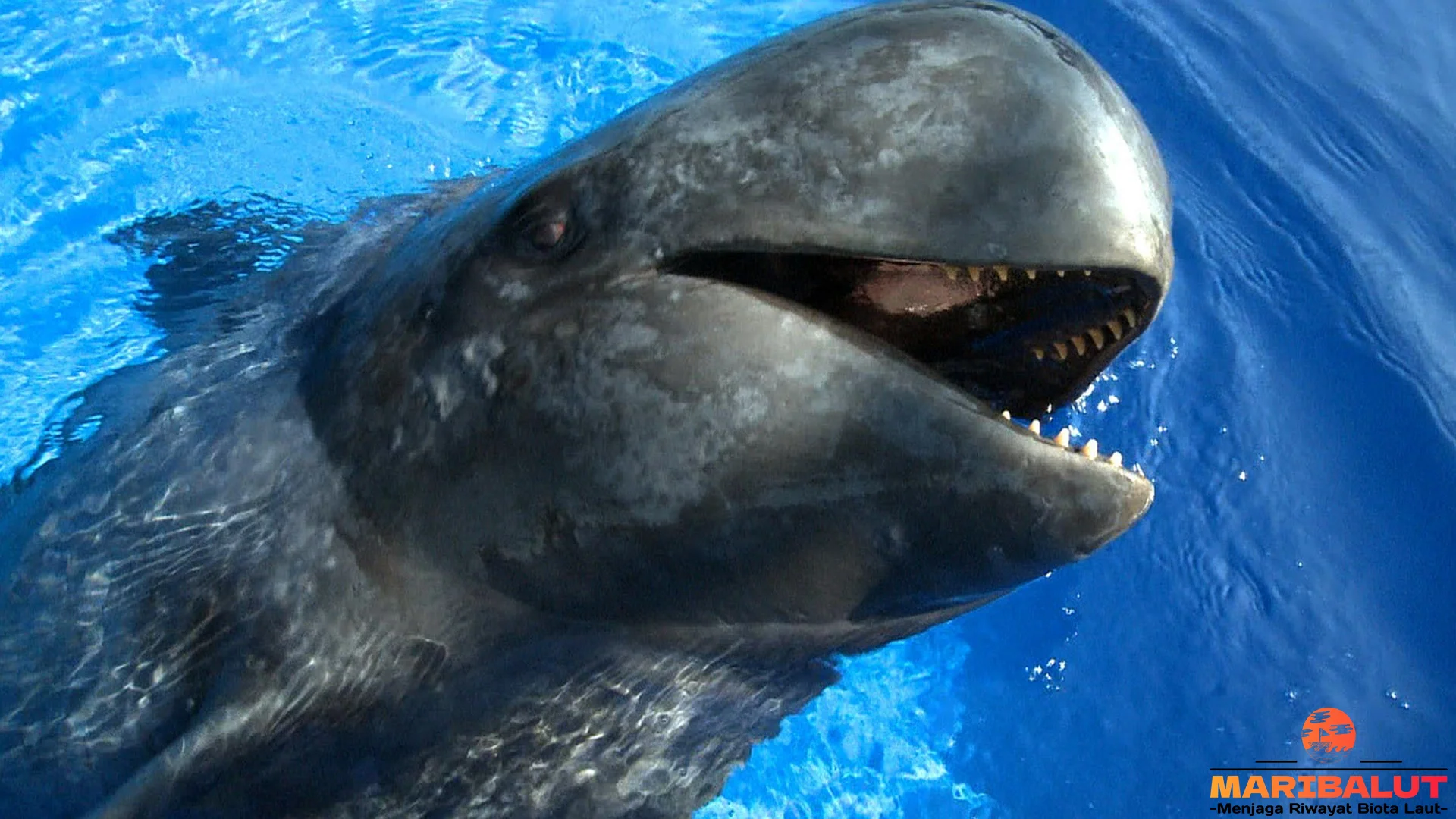 Hewan Paus Pilot Asli 1 Bisa Menyelam Hingga 1000 Meter