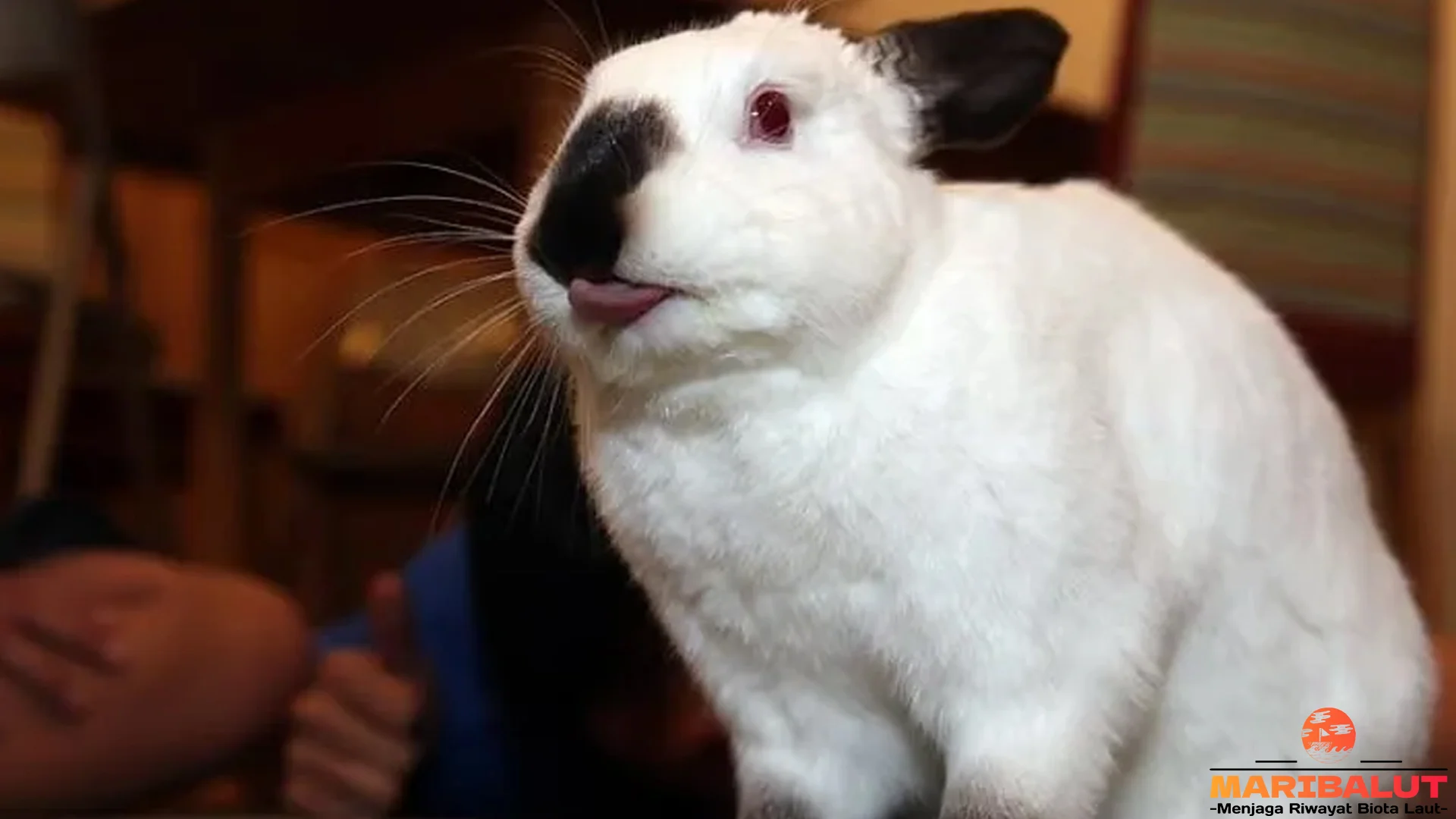 Jenis Baru 5 Kelinci Anggora Himalayan Rex Dutch dan Lainnya