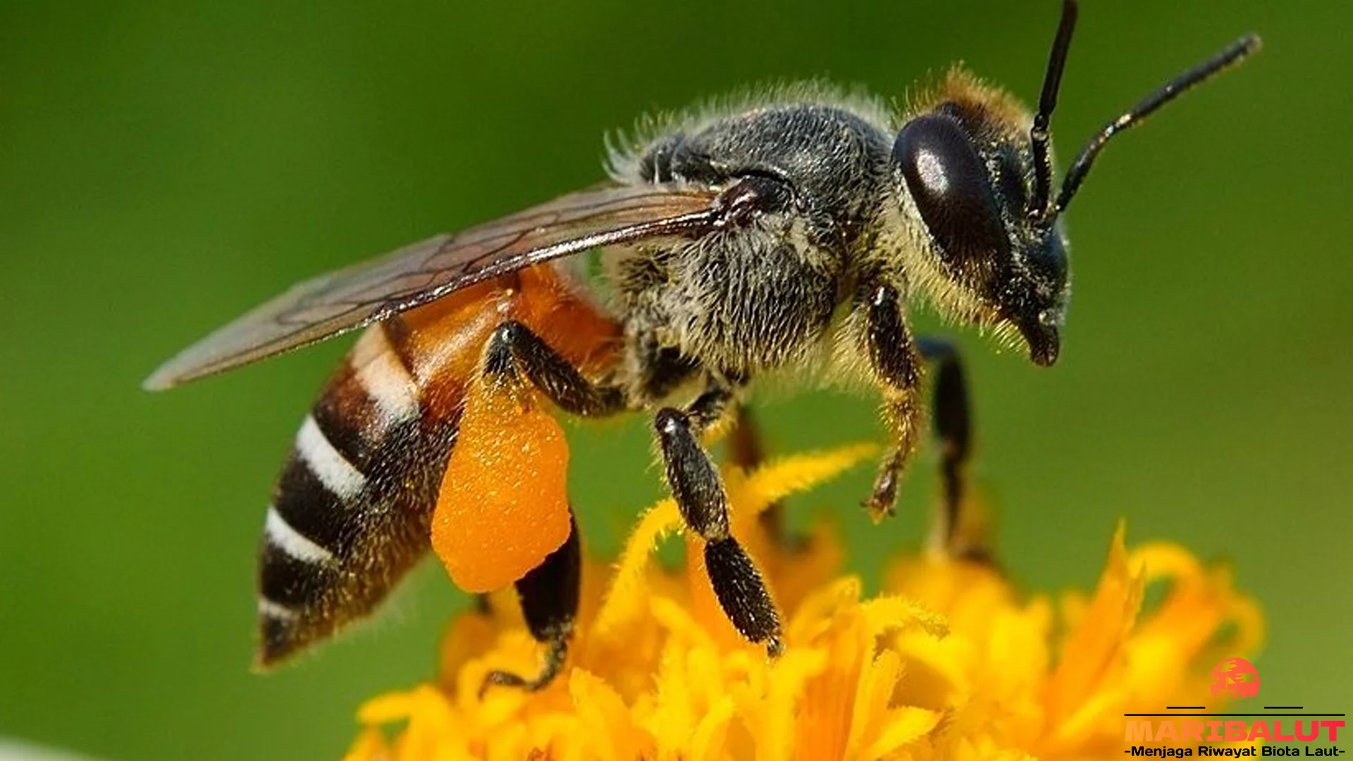 Hewan Lebah Madu 5 Siklus Hidup Dari Telur Hingga Dewasa