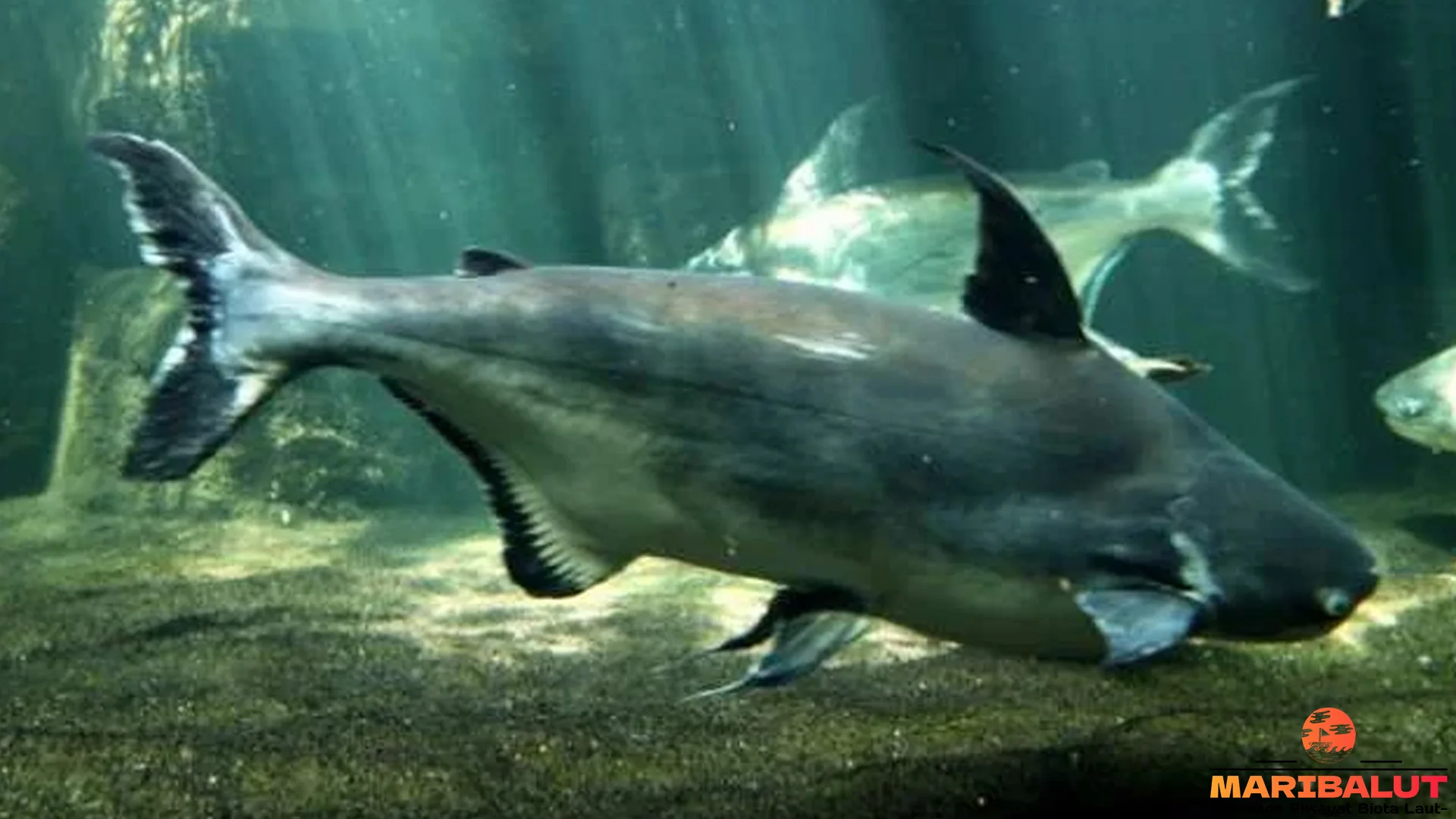 5 Bukti Habitat Ikan Manyung yang Jarang Diketahui Pecinta Satwa Laut