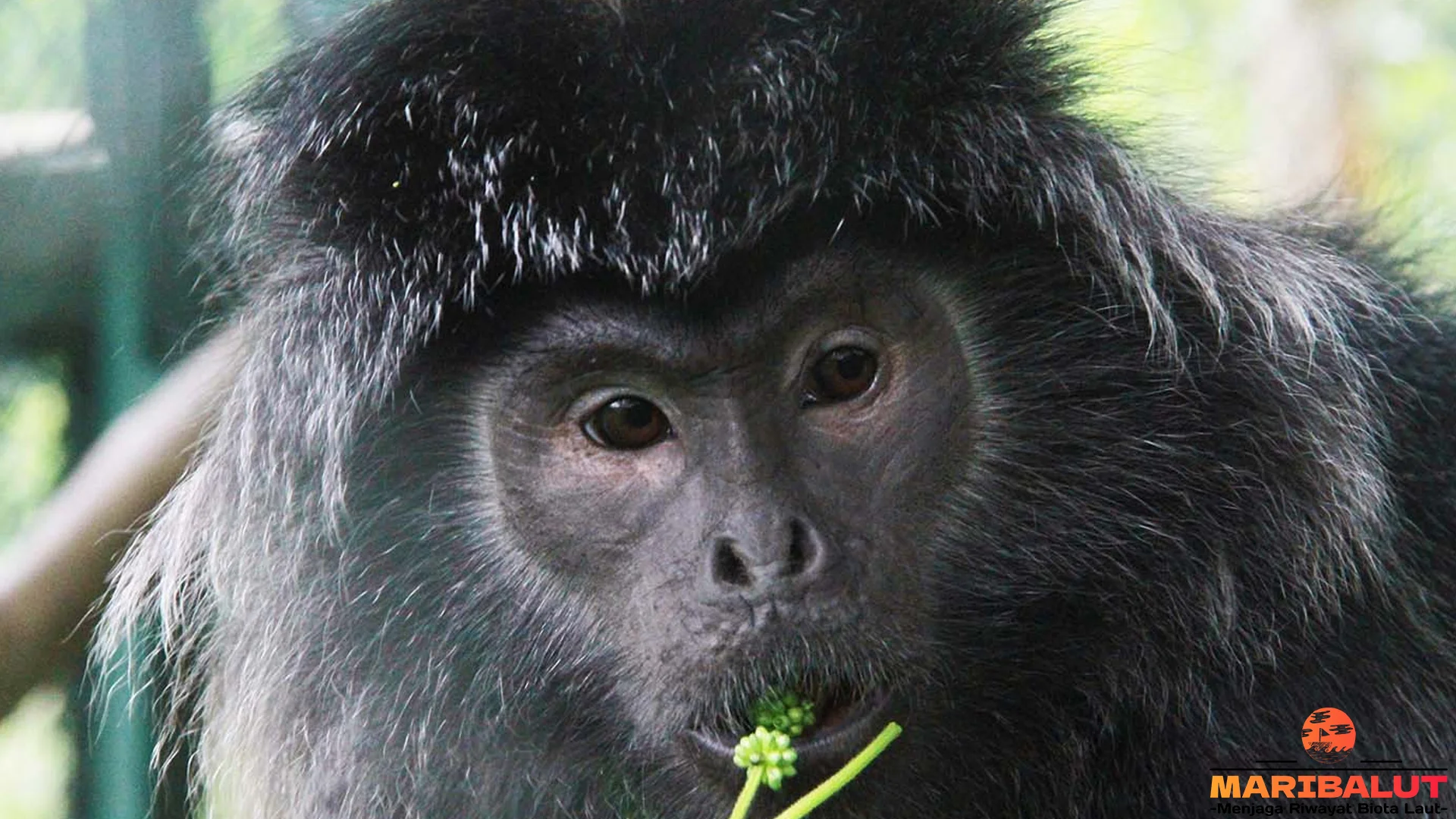 Lutung Budeng Dan 5 Perilaku Menarik Saat Hidup Berkelompok