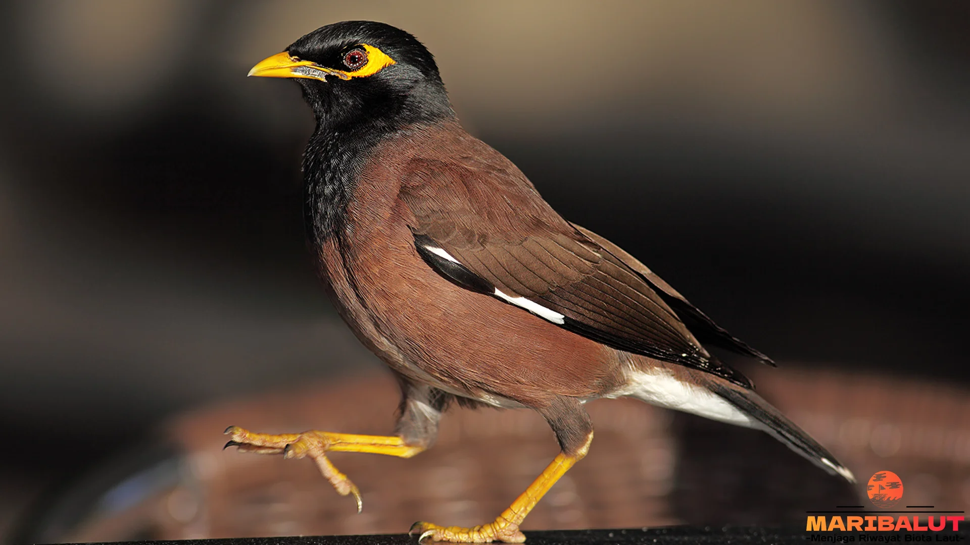 Burung Kerak Ungu 2 Habitat Asli Tersembunyi di Indonesia