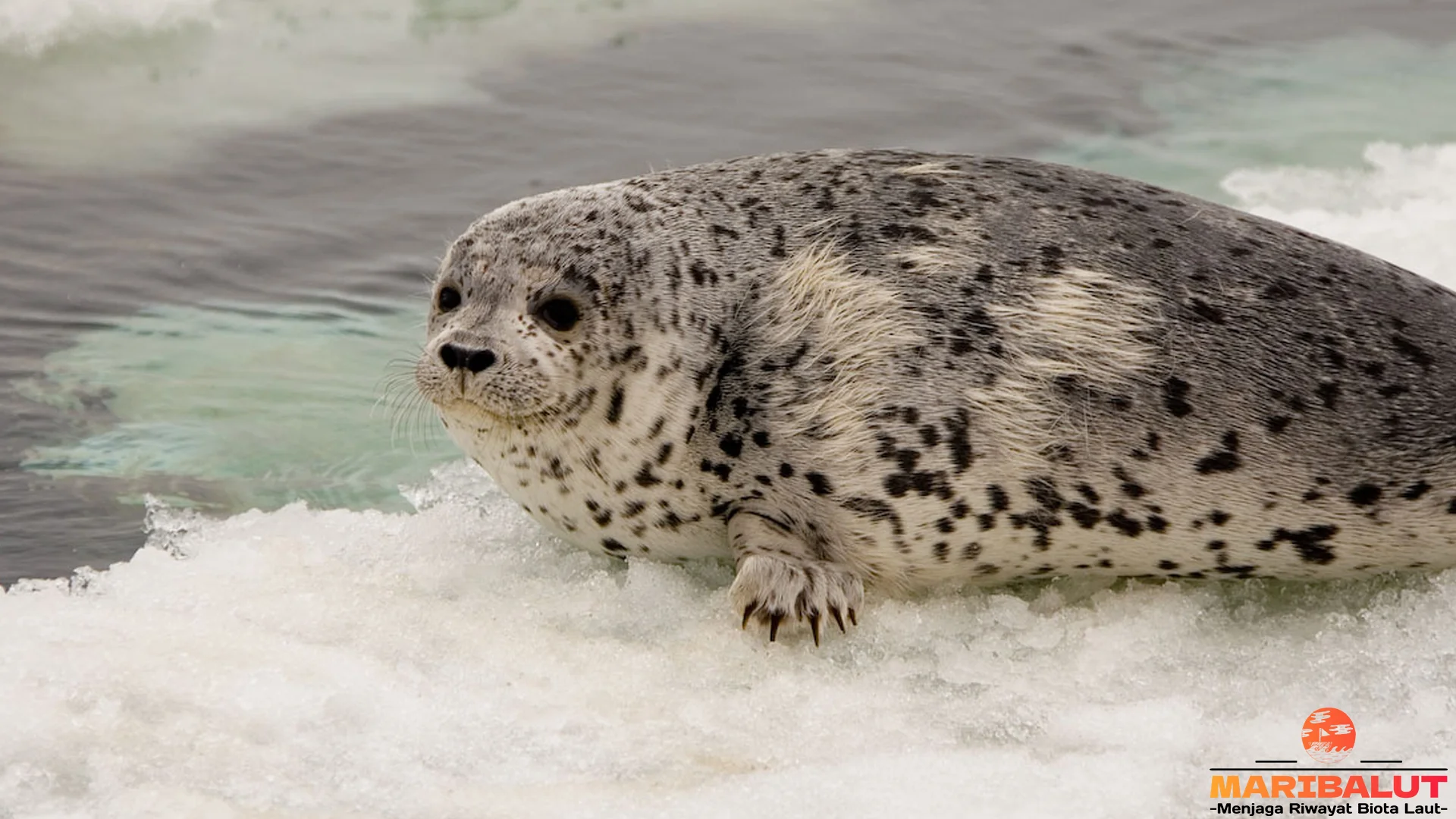 Phoca 4 Perilaku Unik Saat Berinteraksi Dengan Sesama di Laut