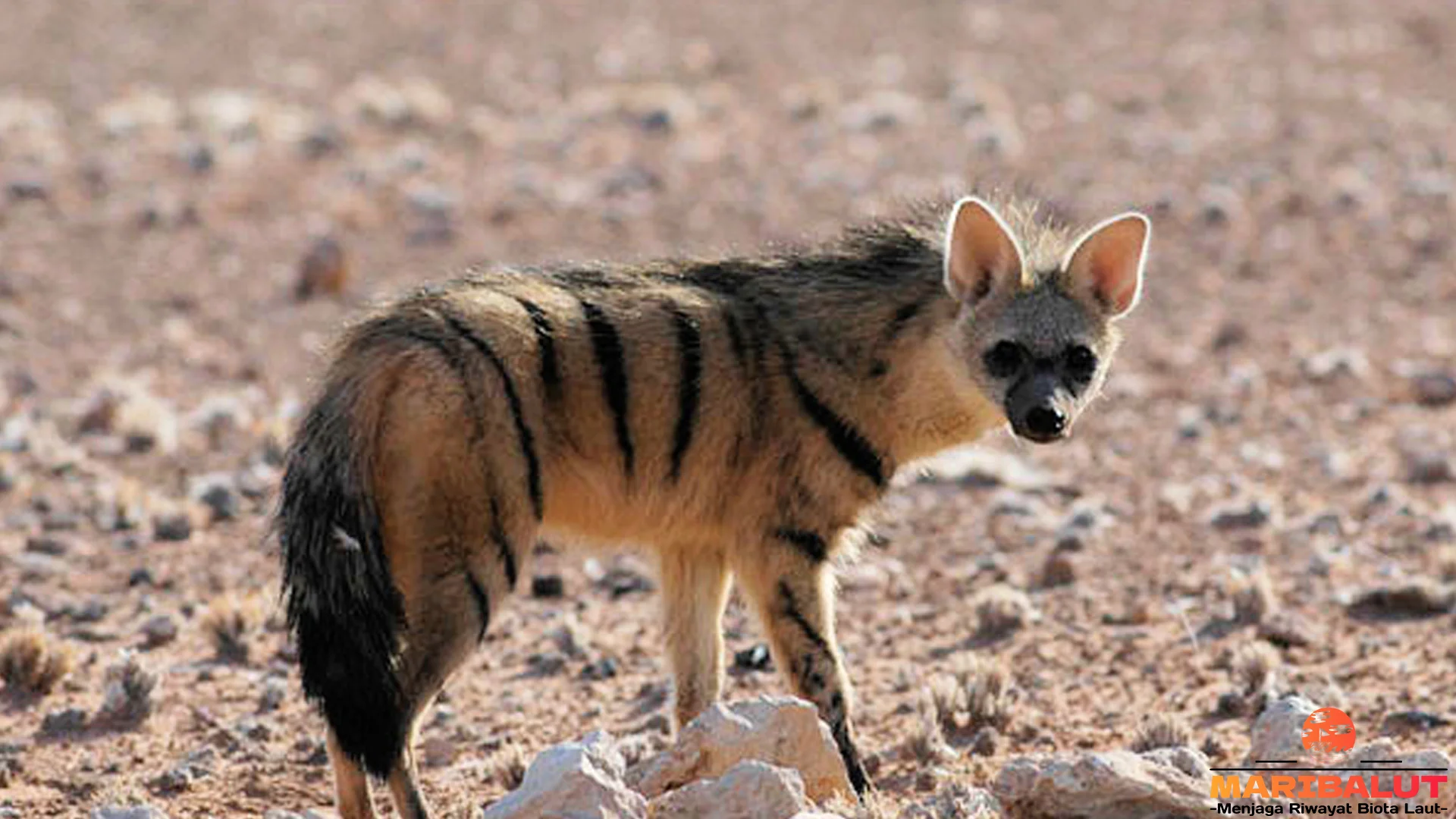 Serigala Tanah Bisa Makan 250 Ribu Rayap Semalam