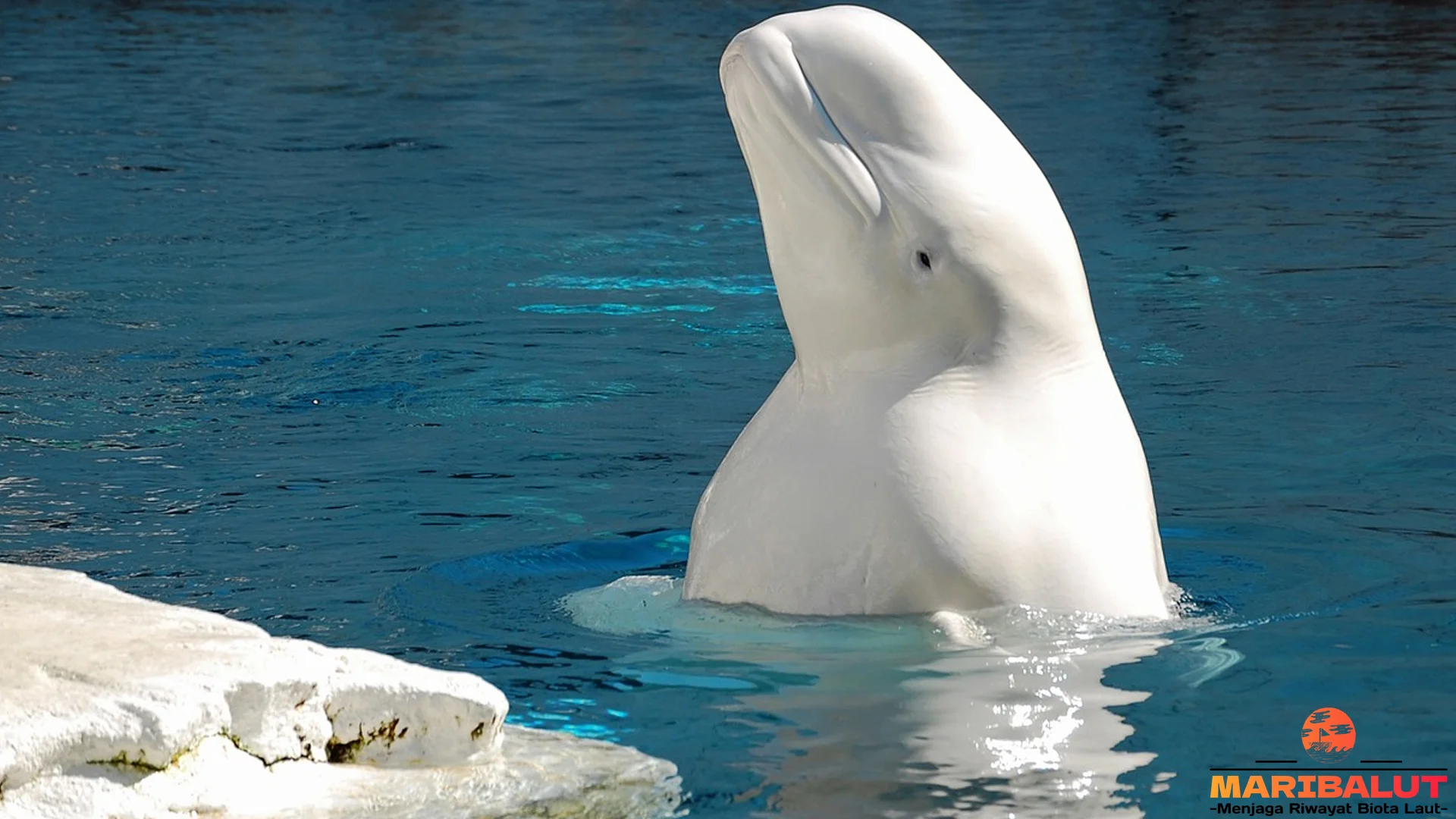Hewan Paus Beluga Yang Membuat 5 Peneliti Terpesona Asli Di Lautan