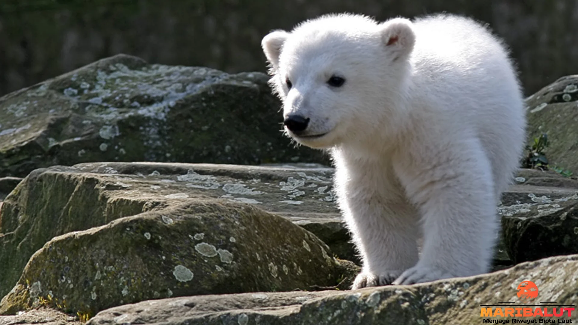 5 Misteri Warna Bulu Beruang Kutub yang Sebenarnya Bening