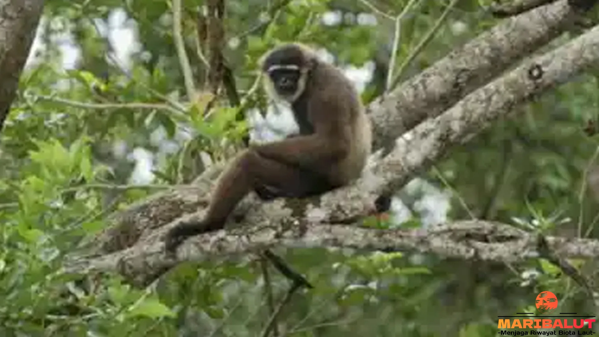 Owa Ungko Primata Pemilik 4 Suara Kencang Nan Merdu Banget