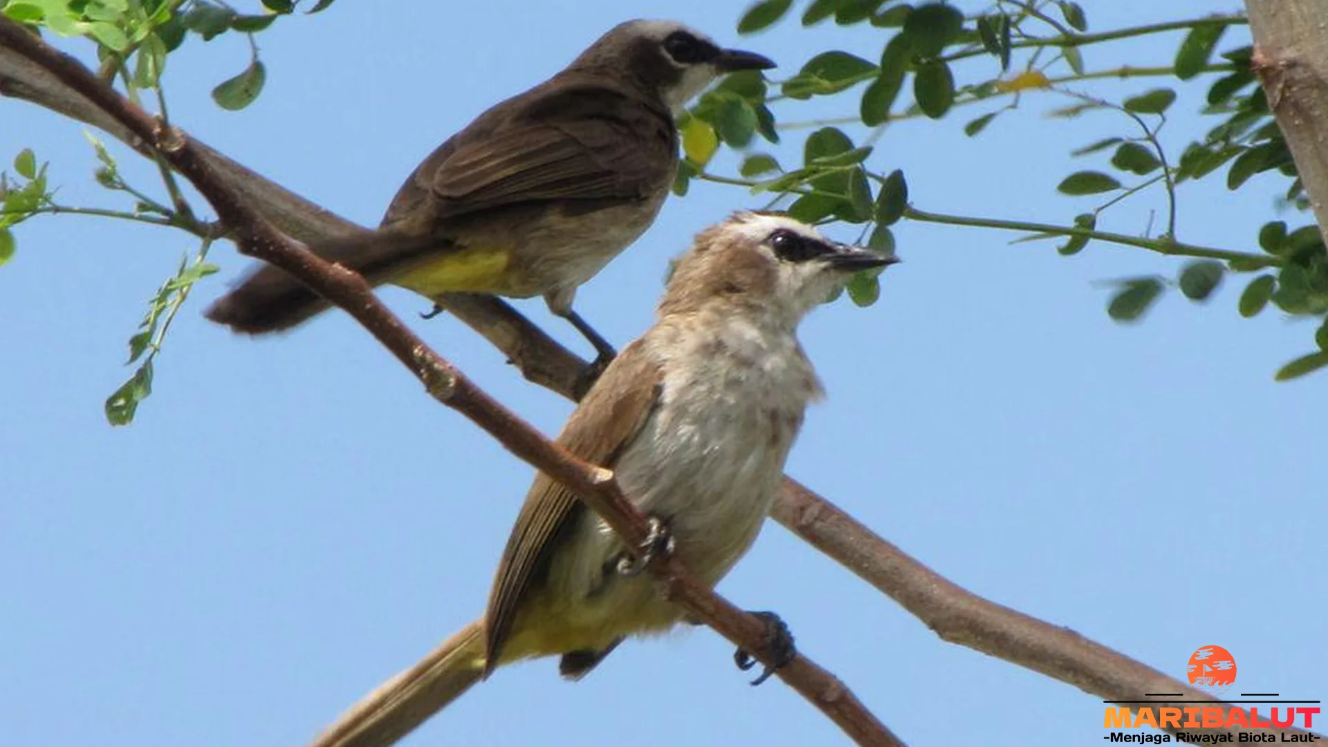 Merbah Cerukcuk 5 Keunggulan Dibanding Burung Kicau Lain