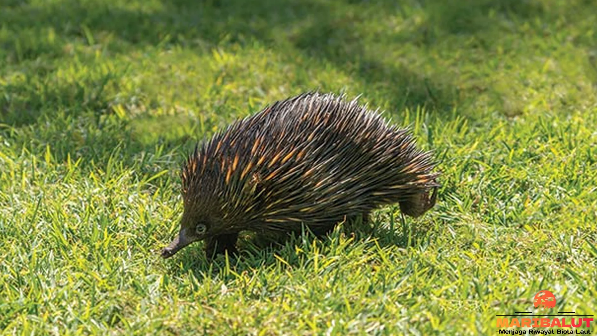 Nokdiak Dengan 5 Fakta Unik Hewan Laut yang Mampu Regenerasi