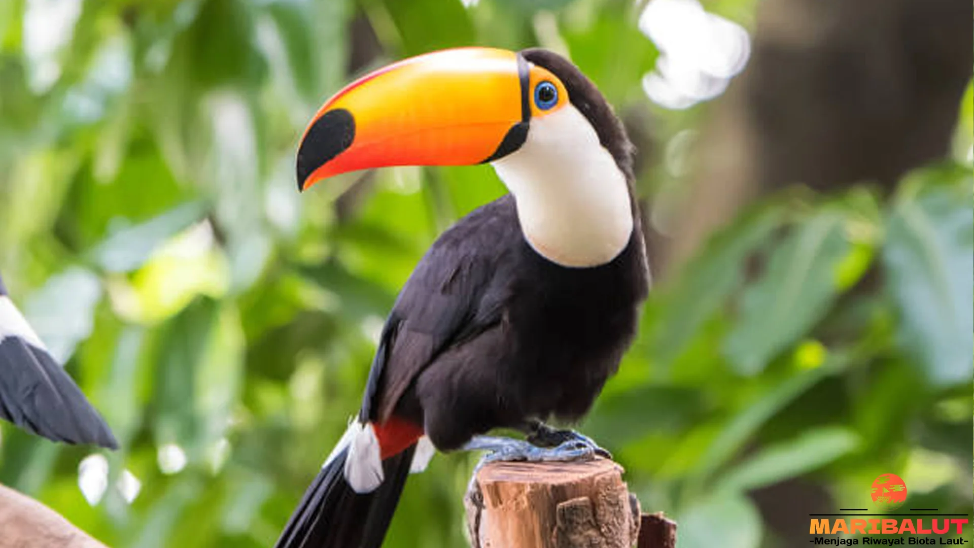 5 Habitat Asli Tukan toco di Hutan Tropis Amerika Selatan