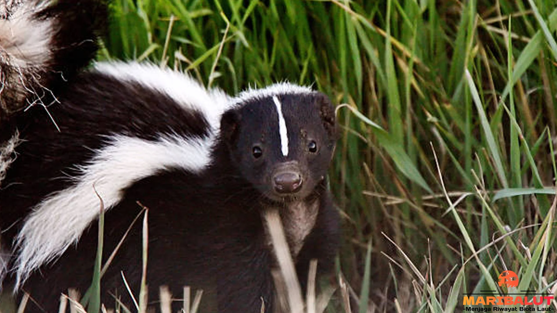 Sigung 3 Mekanisme Pertahanan Semprotan Bau Paling Dahsyat