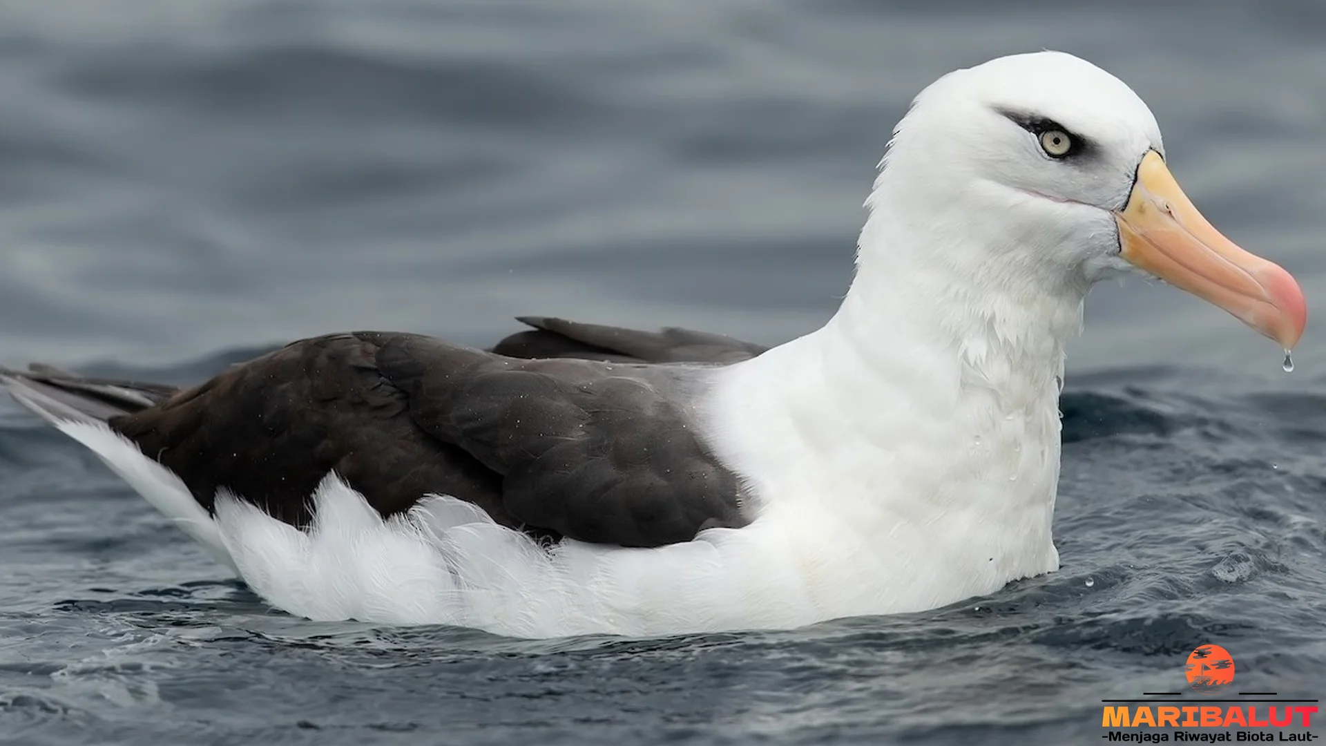 Keunikan Albatros Hitam 4 Bulu Coklat Gelap Menyatu Kabut