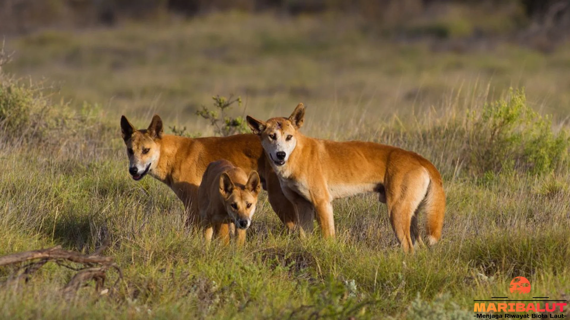 Dingo 2 Spesies yang Terancam Langka Karena Kawin Silang