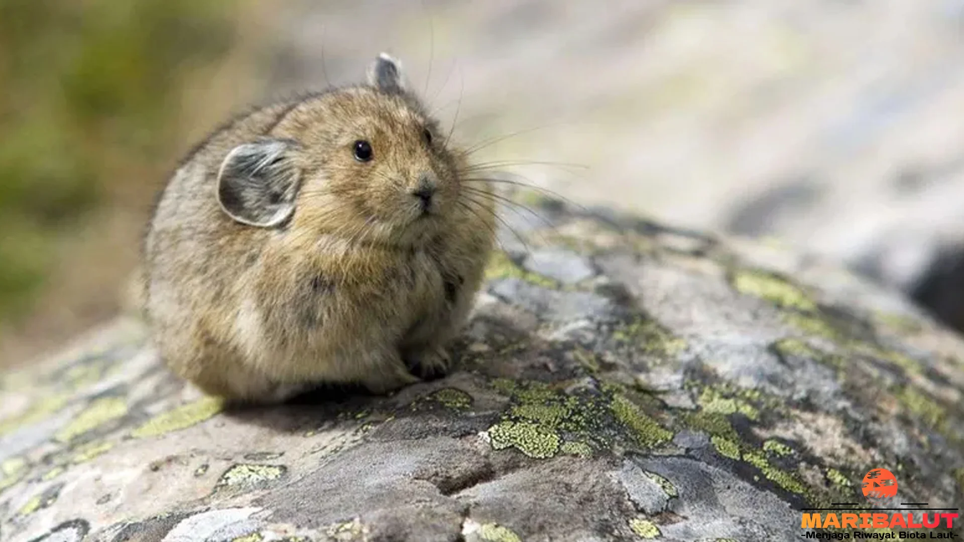 Pika Dengan 5 Keunikan Yang Membuat Hewan Ini Istimewa