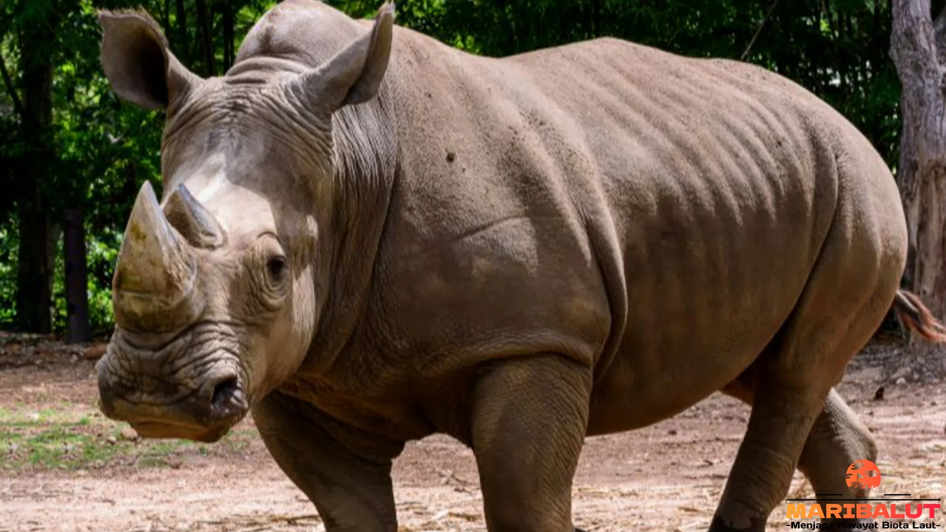 Badak Tampilkan 5 Fakta Menarik Tentang Aktivitas Sehari Hari