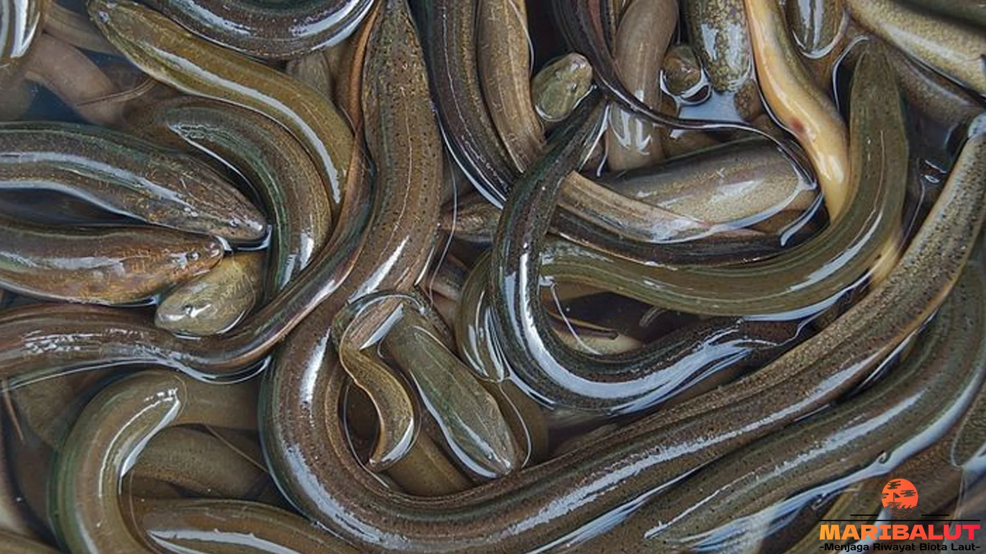 Belut 4 Perilaku Menarik Yang Jarang Diketahui Pecinta Hewan