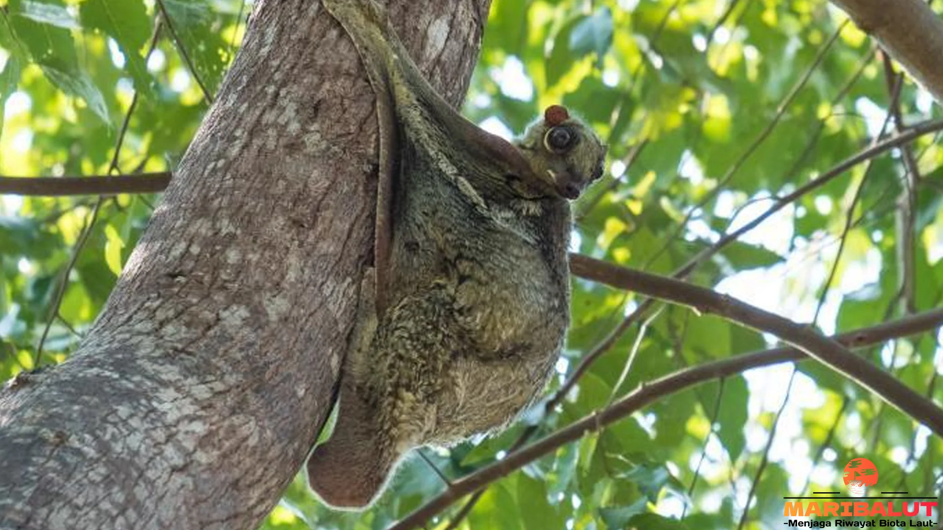 Kubung Punya 5 Kemampuan Megah yang Mirip Tupai Terbang