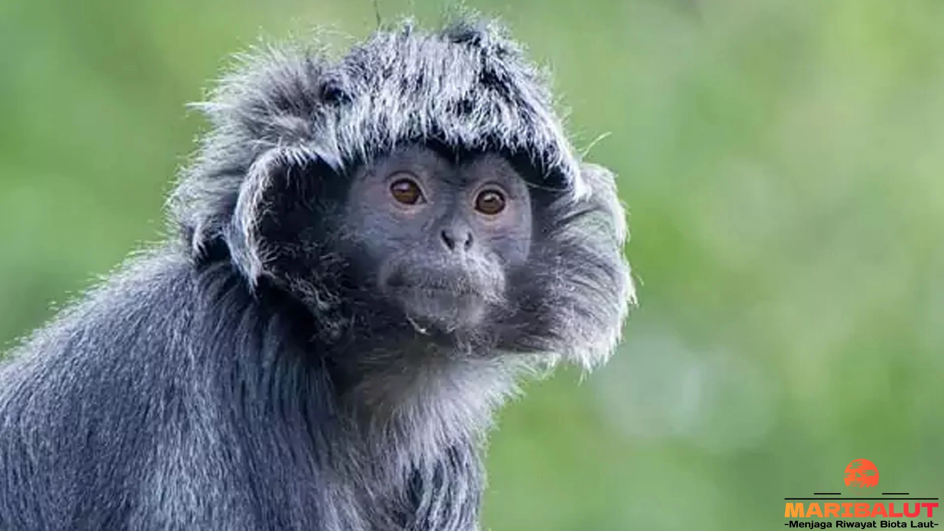 Lutung Budeng Dan 5 Perilaku Menarik Saat Hidup Berkelompok