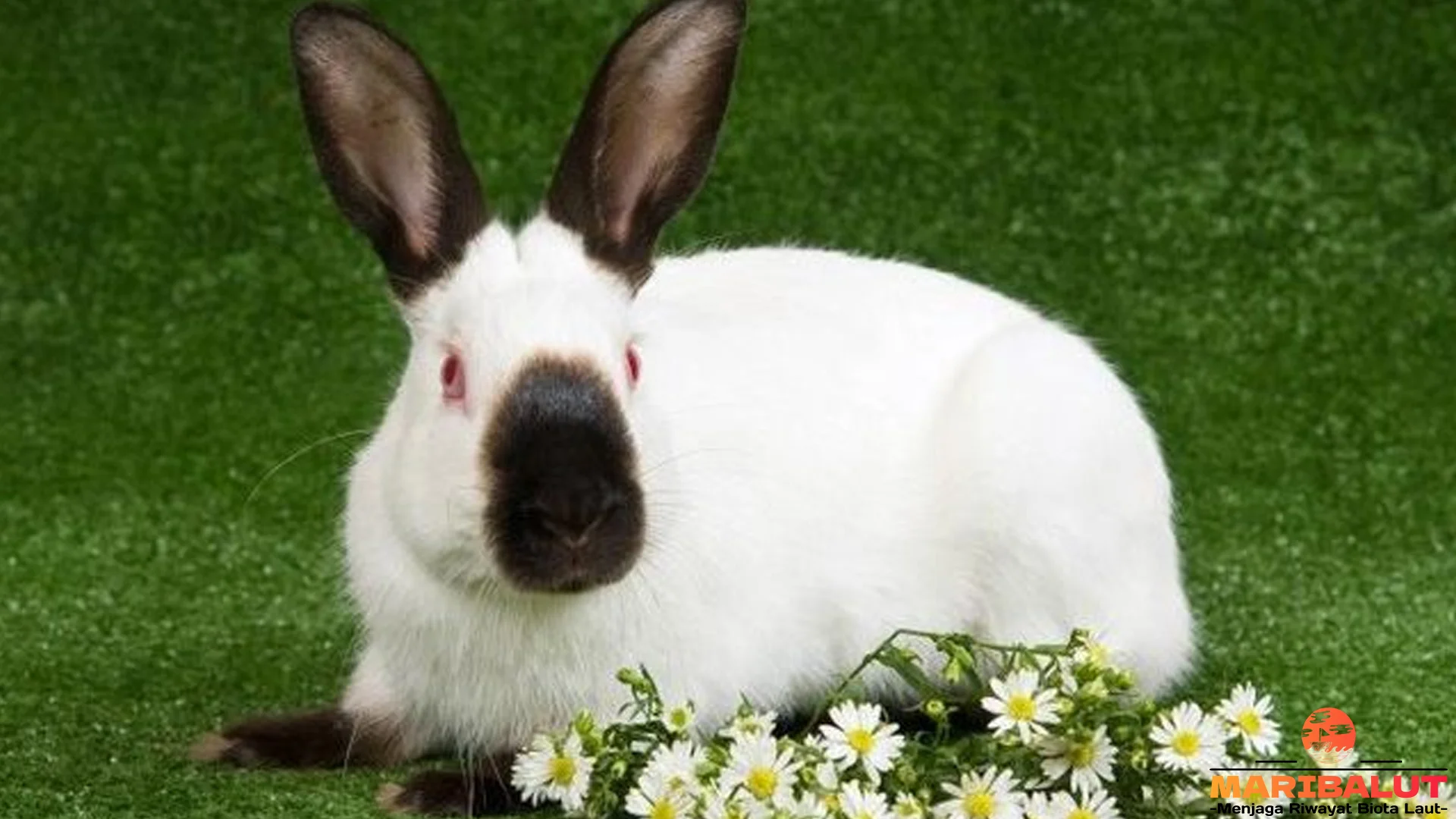 Jenis Baru 5 Kelinci Anggora Himalayan Rex Dutch dan Lainnya