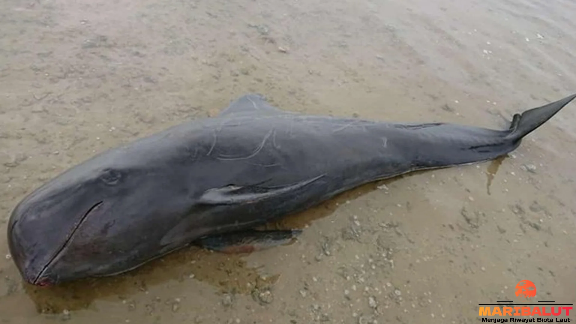 Hewan Paus Pilot Asli 1 Bisa Menyelam Hingga 1000 Meter