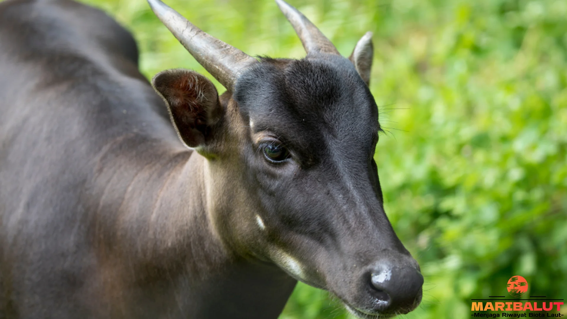 Anoa Punya 4 Fakta Unik Si Banteng Kerdil Sulawesi