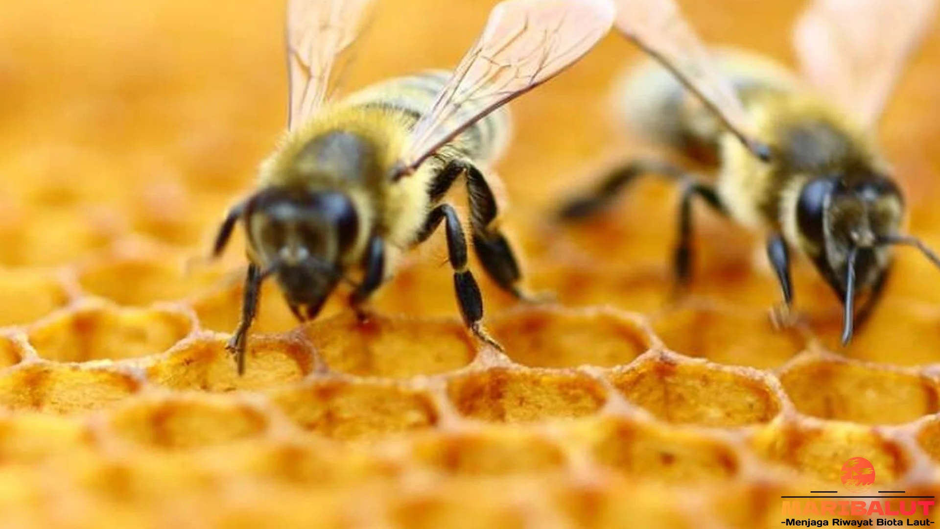 Hewan Lebah Madu 5 Siklus Hidup Dari Telur Hingga Dewasa