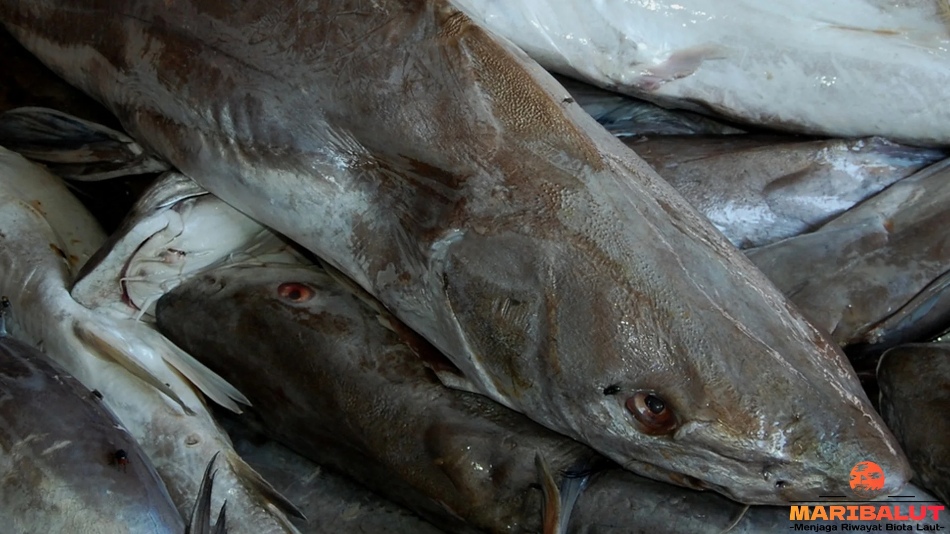 5 Bukti Habitat Ikan Manyung yang Jarang Diketahui Pecinta Satwa Laut 2 5 Bukti Habitat Ikan Manyung yang Jarang Diketahui Pecinta Satwa Laut