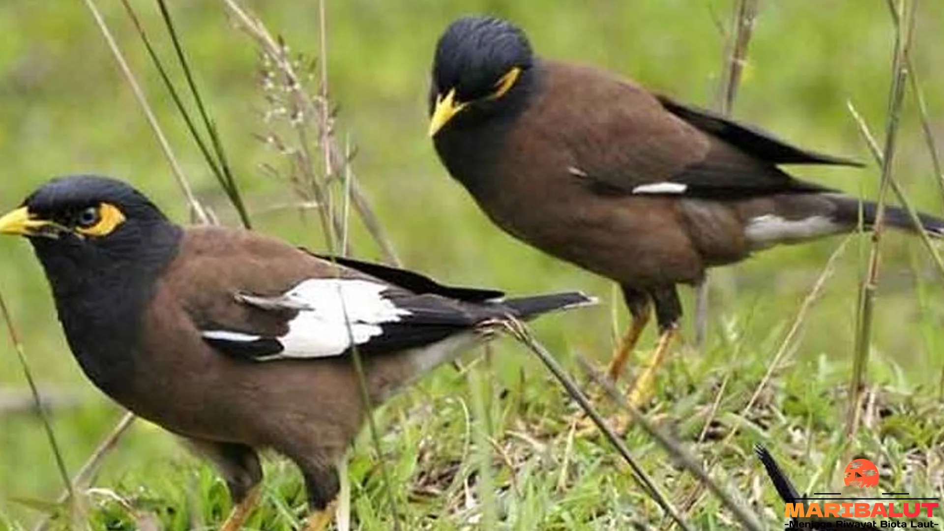Burung Kerak Ungu 2 Habitat Asli Tersembunyi di Indonesia
