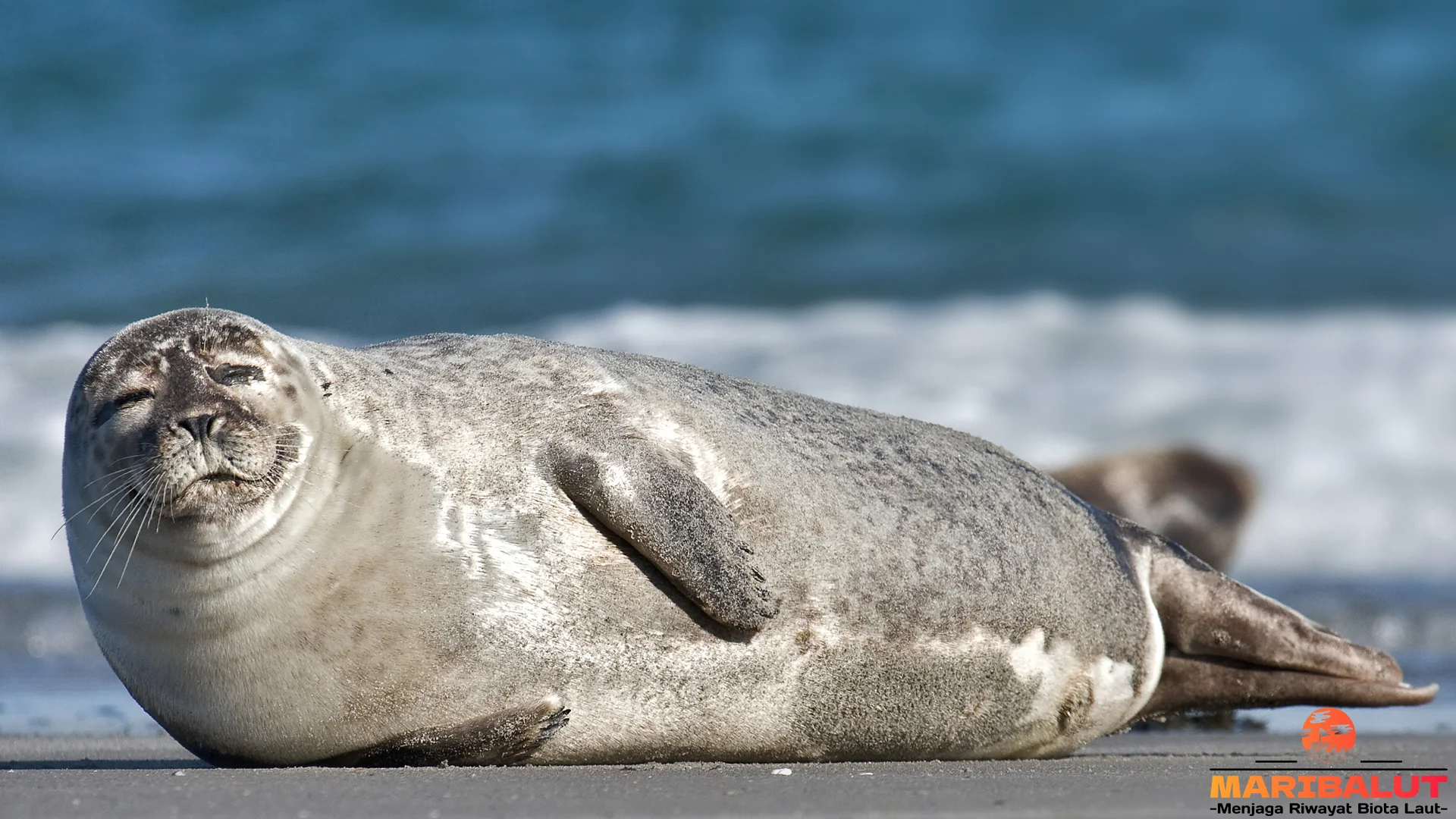 Phoca 4 Perilaku Unik Saat Berinteraksi Dengan Sesama di Laut 2 Phoca 4 Perilaku Unik Saat Berinteraksi Dengan Sesama di Laut