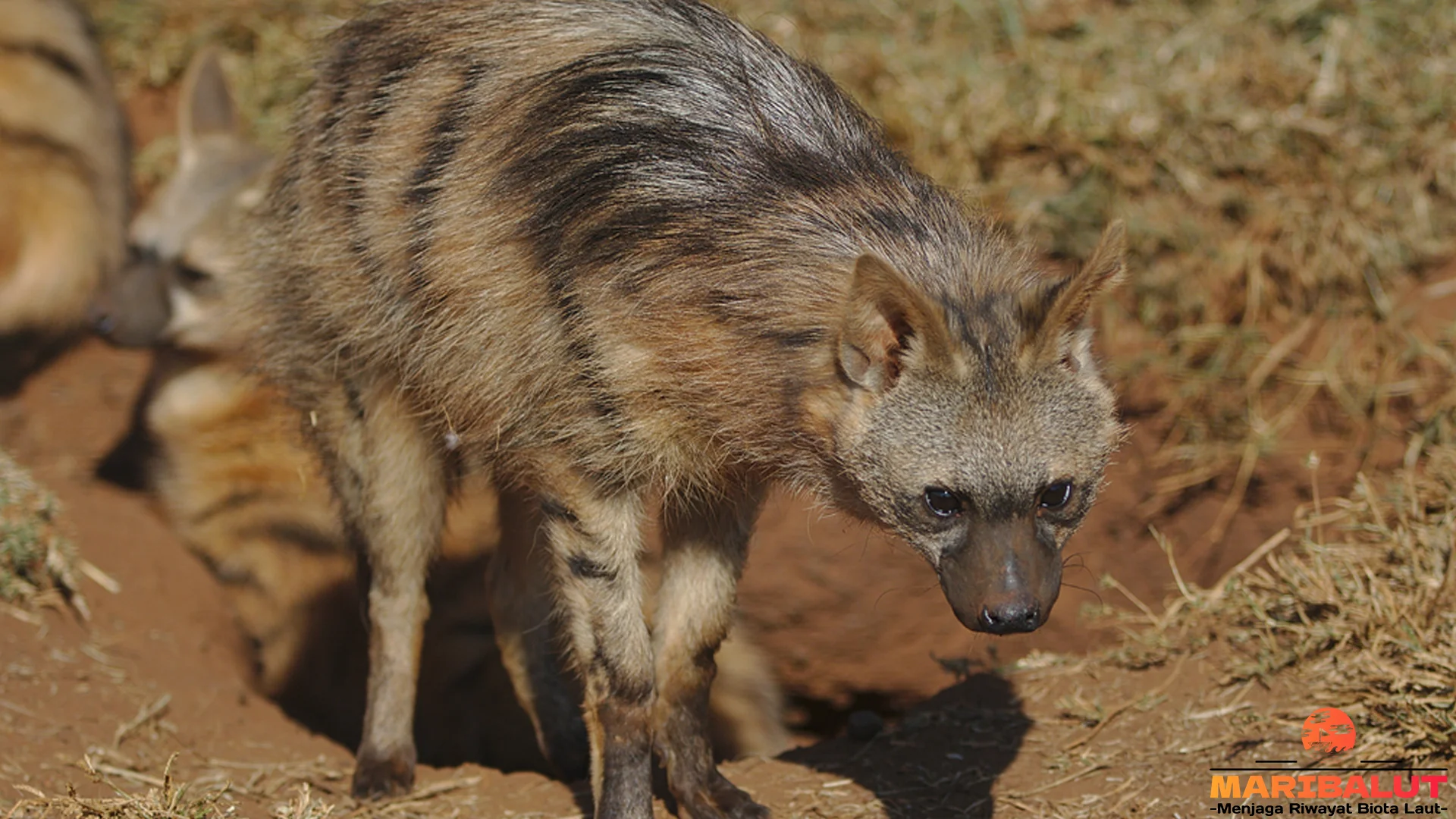 Serigala Tanah Bisa Makan 250 Ribu Rayap Semalam 