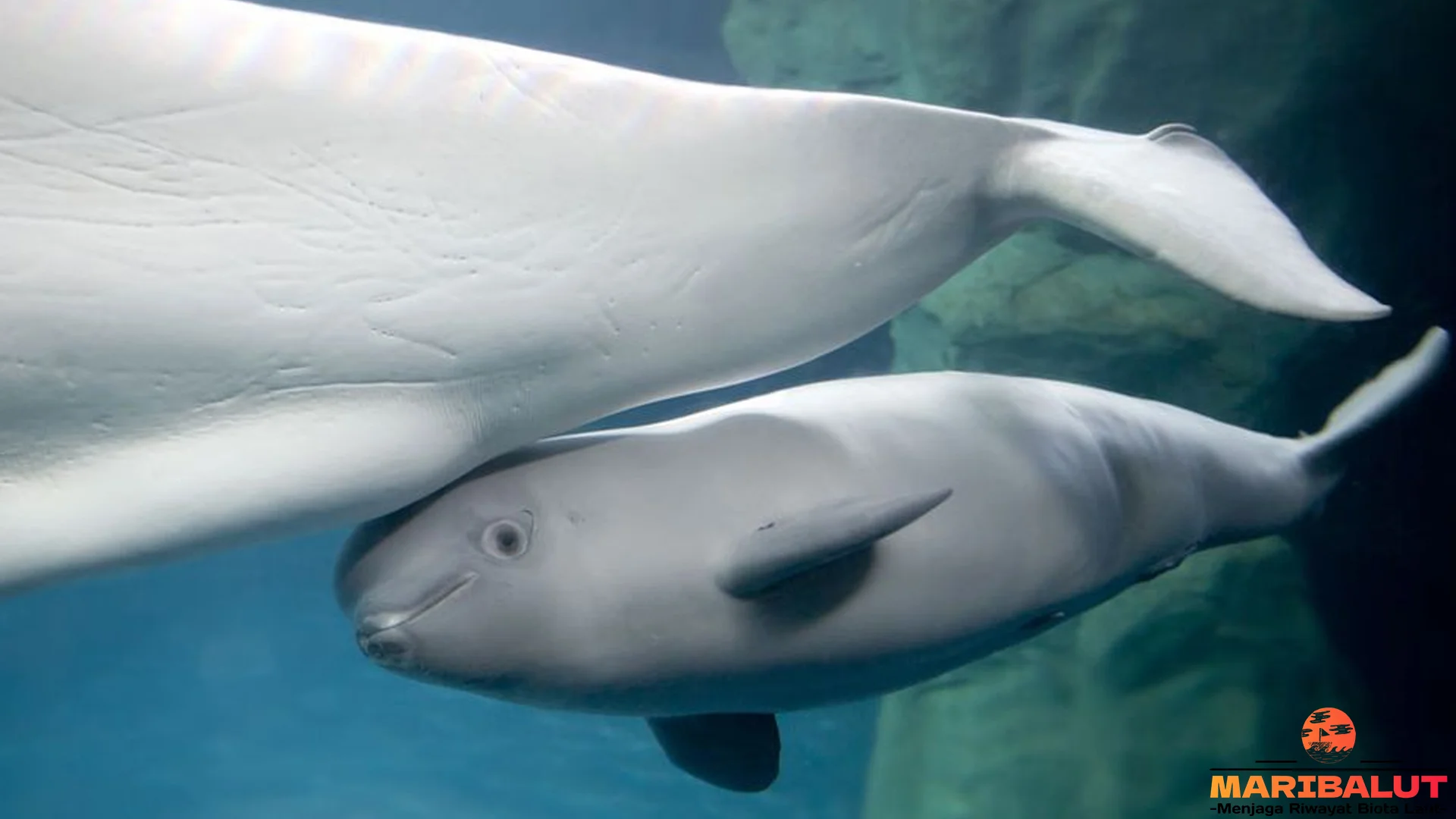 Hewan Paus Beluga Yang Membuat 5 Peneliti Terpesona Asli Di Lautan