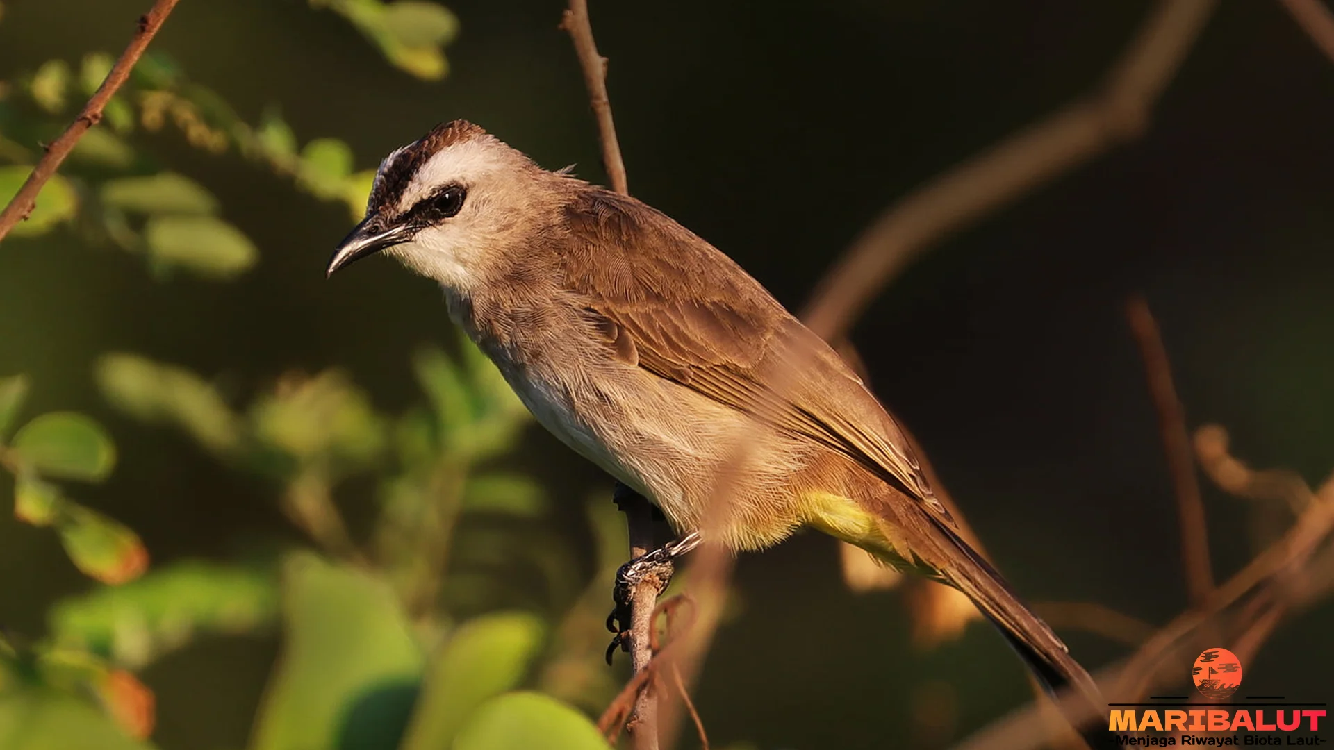 Merbah Cerukcuk 5 Keunggulan Dibanding Burung Kicau Lain
