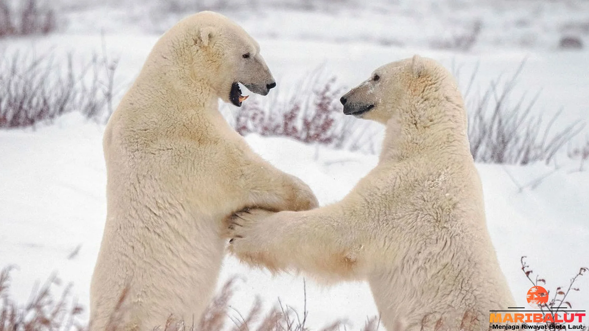 5 Misteri Warna Bulu Beruang Kutub yang Sebenarnya Bening 4 5 Misteri Warna Bulu Beruang Kutub yang Sebenarnya Bening