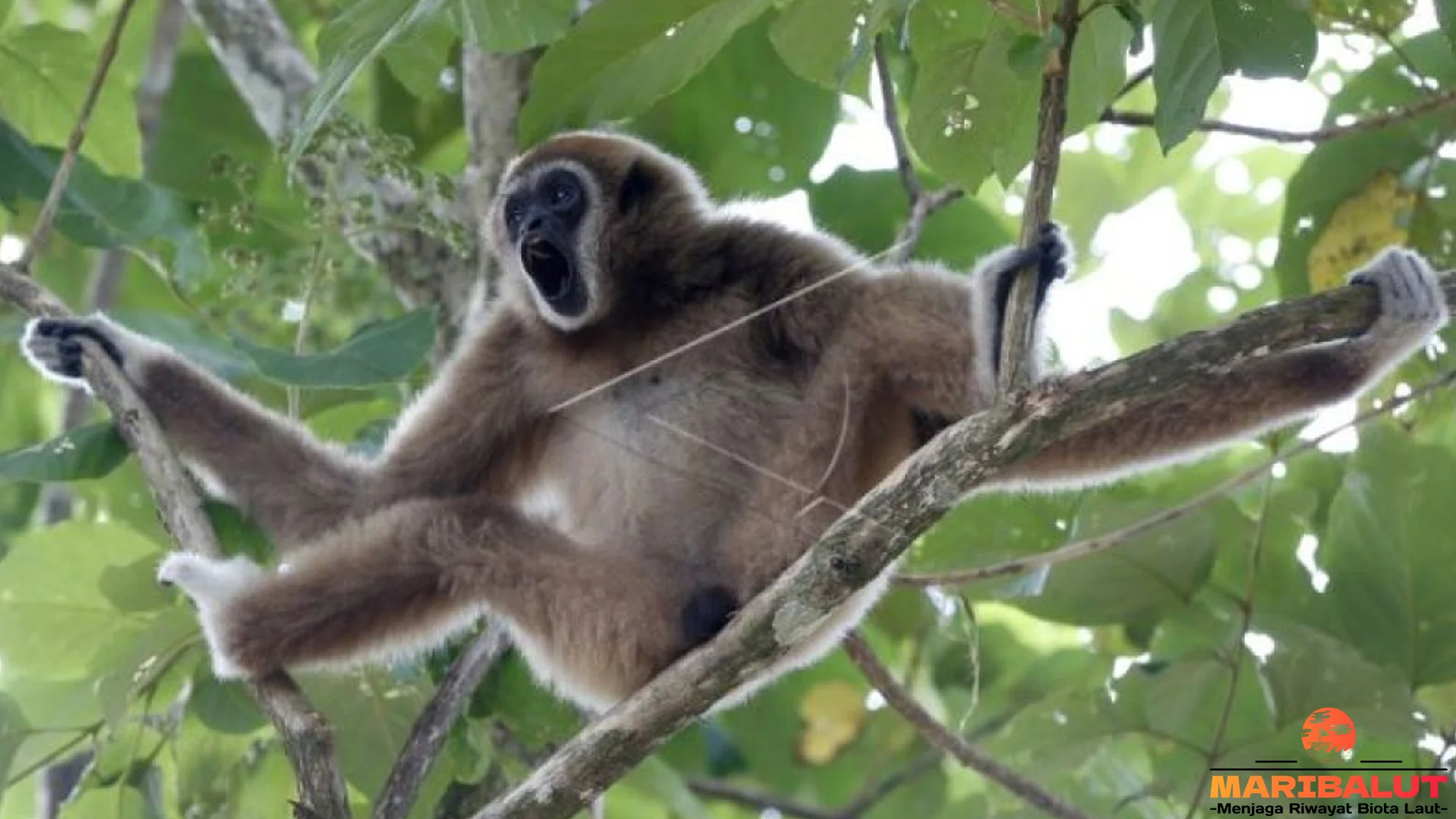 Owa Ungko Primata Pemilik 4 Suara Kencang Nan Merdu Banget