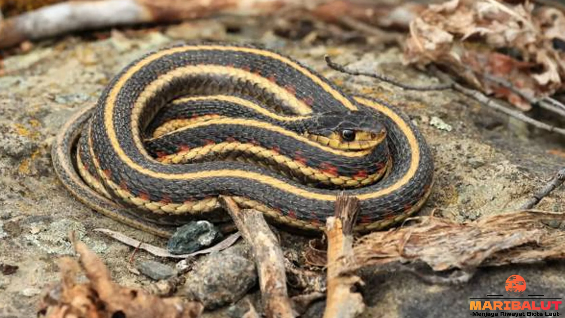 Ular Garter dan 5 Kemampuan Berkamuflase di Alam Liar