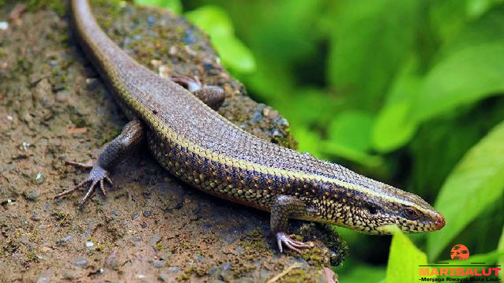 Hewan Kadal Dengan 4 Karakteristik Unik Bikin Peneliti Terinspirasi