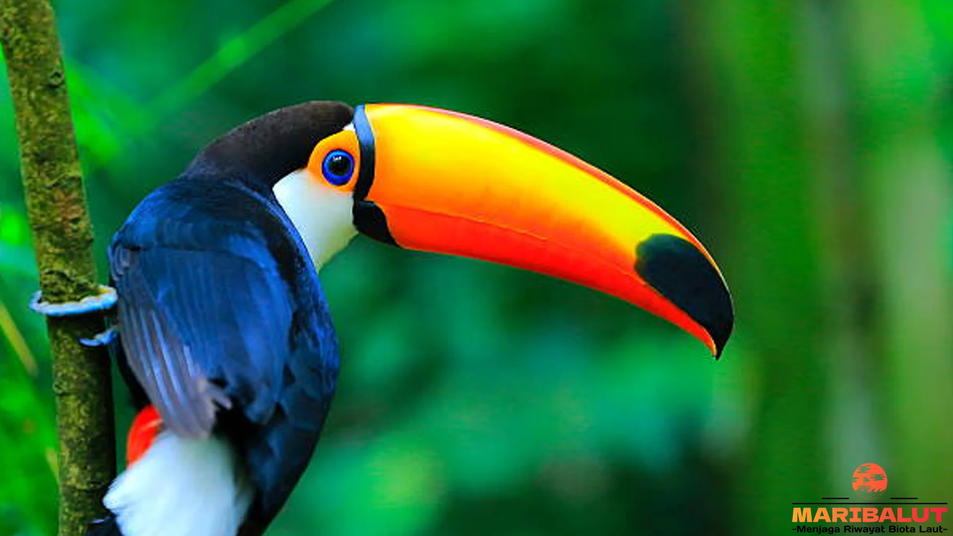 5 Habitat Asli Tukan toco di Hutan Tropis Amerika Selatan