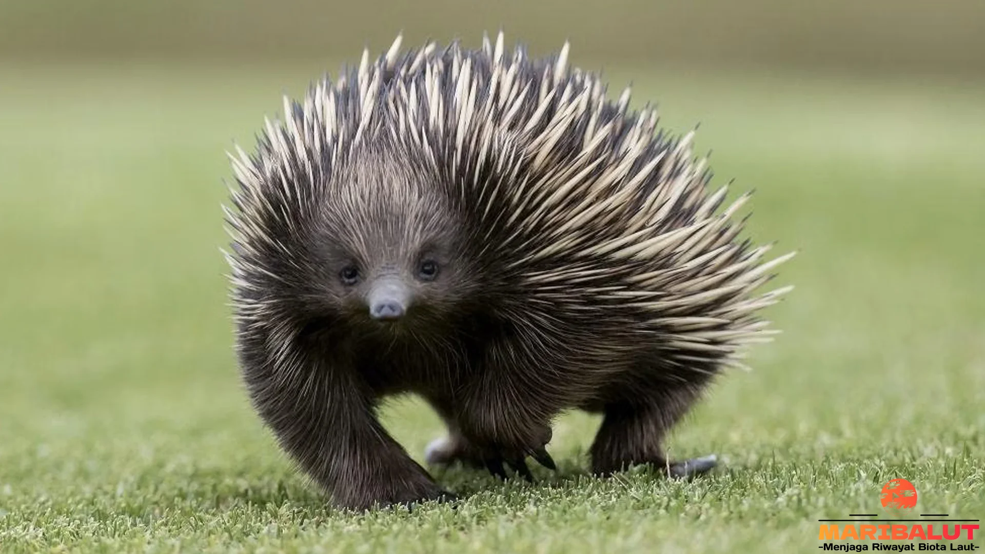 Nokdiak Dengan 5 Fakta Unik Hewan Laut yang Mampu Regenerasi