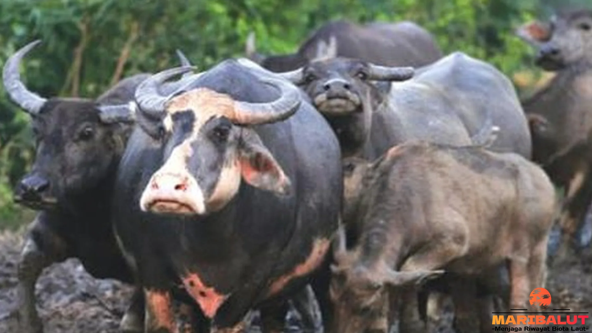 Hewan Kerbau 4 Kulit Tebal Asli Tahan Gigitan Serangga
