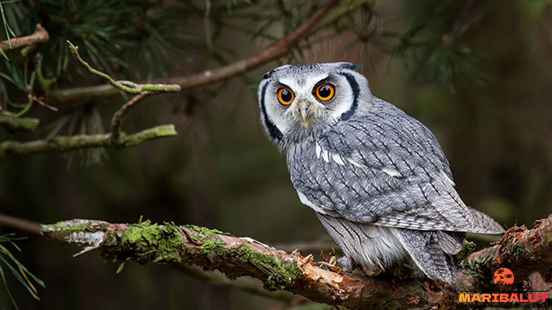 Adaptasi 5 Cakar Burung Hantu Paling Mematikan Banget