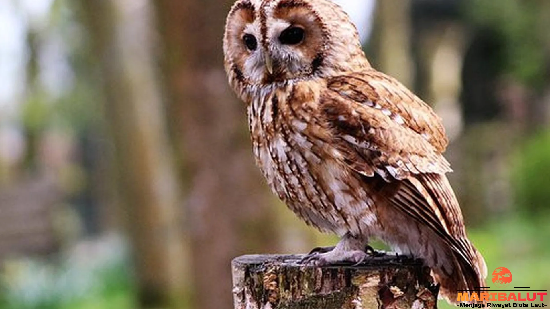 Adaptasi 5 Cakar Burung Hantu Paling Mematikan Banget