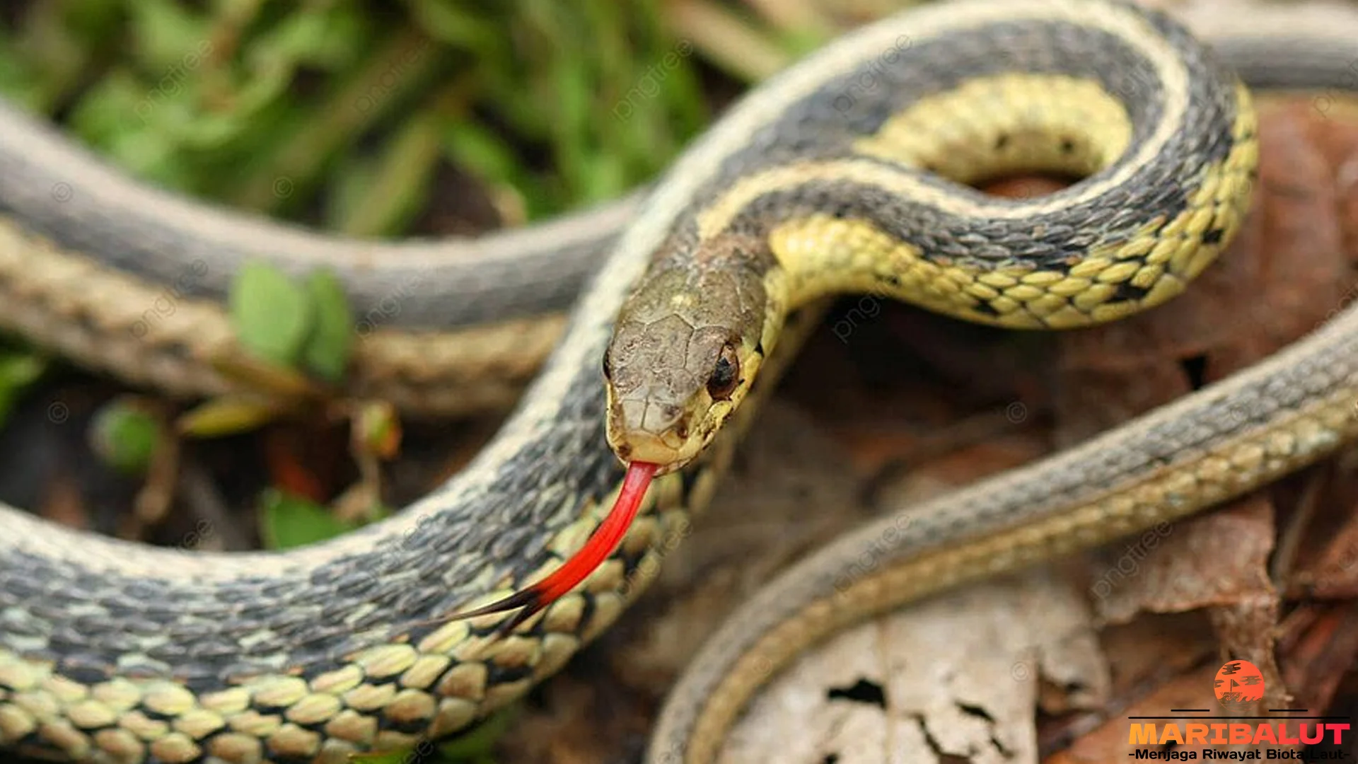 Ular Garter dan 5 Kemampuan Berkamuflase di Alam Liar